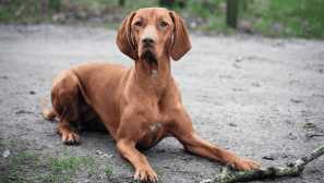 Maďarský právní (lemovaný) - zrzka aristokrat s bohatou minulostí