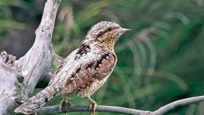 Vertischka obyčejný