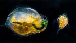 Větvení zábaly - popis, chov.