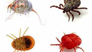 Typy klíšťat nebezpečné parazity pro lidi a zvířata, škůdci rostlin, možných metod ochrany