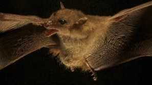 Typy těkavých myší, kde žijí a co jedí