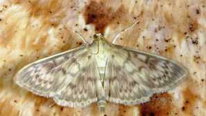 Druhy můry popisu, vnější vlastnosti, stanoviště, strava, metody boje