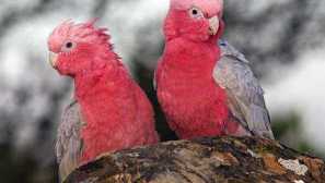 Typy papoušků s khokholcom