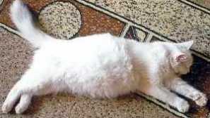 Virová peritonitida u koček, symptomy. Diagnóza, léčba