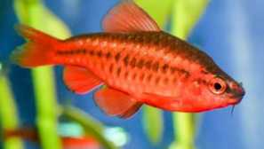 Cherry barbus