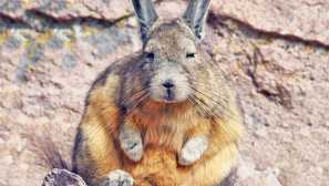 Temkisha byt nebo whisky