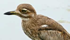 Vodní avdotka (burhinus vermiculatus)