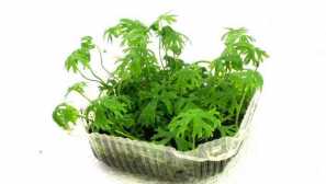 Water buttercup - pryskyřník integratus obsah reprodukce osvětlení fotografie.