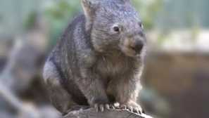 Wombat