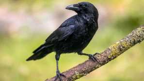 Vrána jako domácí zvíře: je to možné?