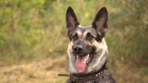 East european shepherd