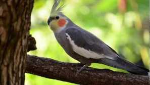 Vše o koroell's papoušku