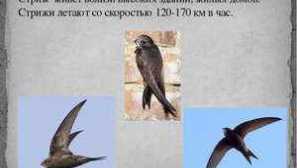 Vše o ptáků striges: co vypadá tam, kde žijí a co jedí