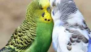 Vše o chovných parrotech