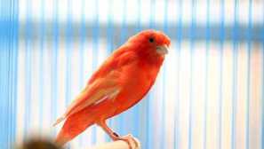 Výběr buněk pro canary