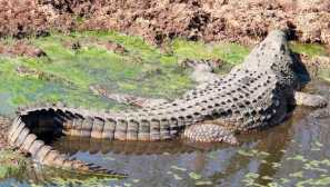 Západoafrický krokodýl