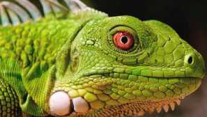 Zelená iguana