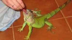 Zelená nebo obyčejná iguana doma