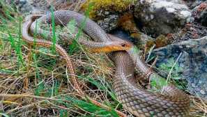 Yellowochih poloz, nebo caspian poloz