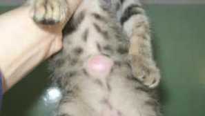 Veletrh od psa, kočky: co vypadá léčit, foto