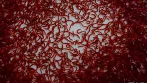 Živé jídlo pro akvárium ryby typy úložiště fotografie jak krmit.