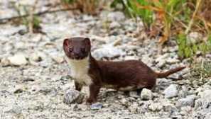 Zvířecí zvíře v přírodě: jak vypadá zvíře než ano