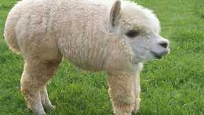 Zvířata bez krku: fotografie bizarre země monsters