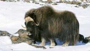 Zvířata, která žijí v chladné poušti arktidy