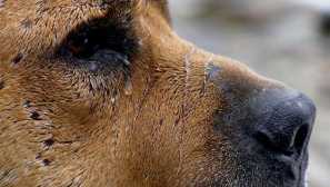 Zvířata, která skutečně pláče - fotky