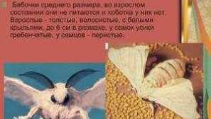 Životní cyklus tute butterworlem butterfly