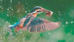 Dřevěný obyčejný