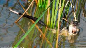 Zlatobyuya beaver krysa nebo rakali