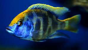 Zlatý leopard: cychlid malawi obsah a popis péče, foto