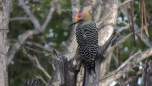 Zolotogo melanerpes (lat. Melanerpes aurifrons)