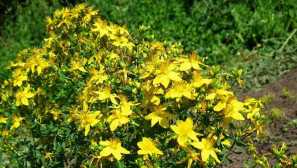 John's wort: popis, péče, fotografie, video, aplikace v medicíně